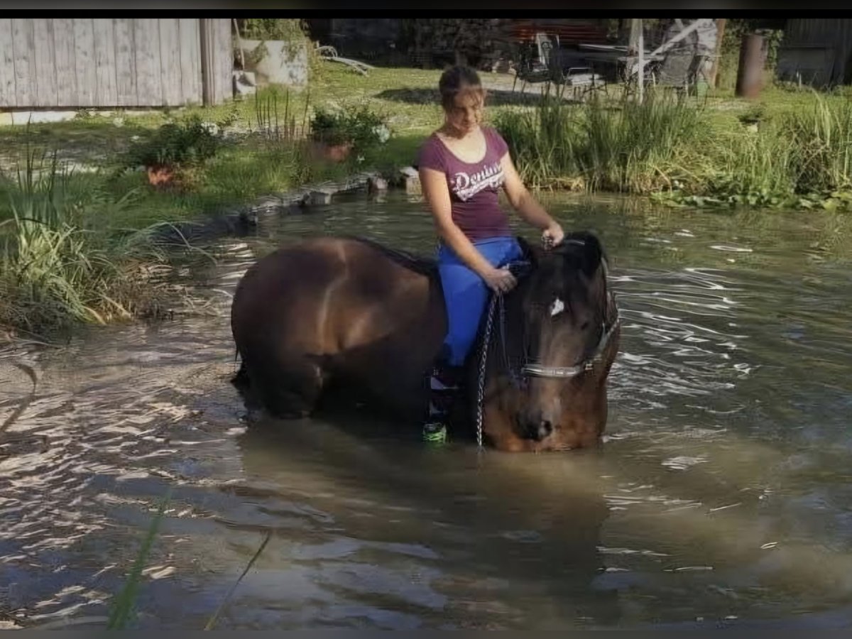 Other Breeds Gelding 15 years 16,3 hh Bay-Dark in Wessobrunn