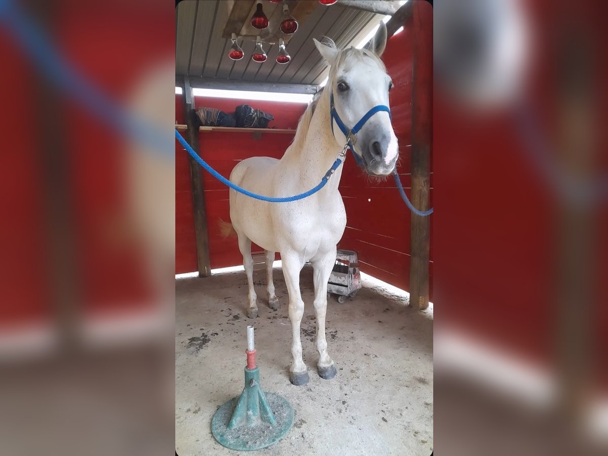 Other Breeds Gelding 16 years 15,2 hh Gray in Rogliano