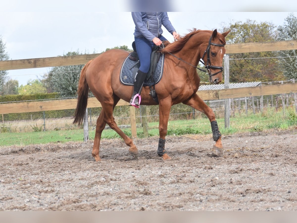 Other Breeds Gelding 16 years 15,2 hh Chestnut-Red in Achtmaal