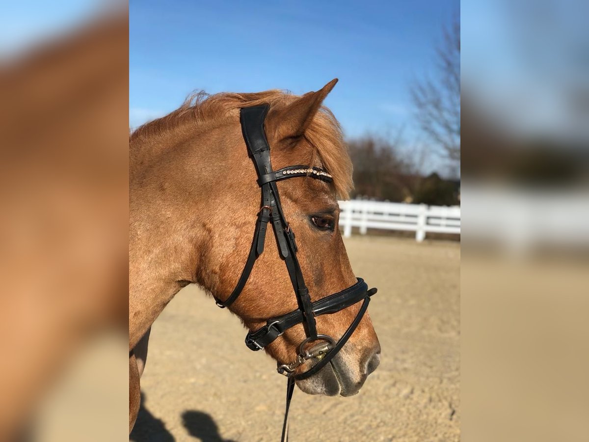 Other Breeds Gelding 17 years 13,1 hh Chestnut-Red in Waldbrunn