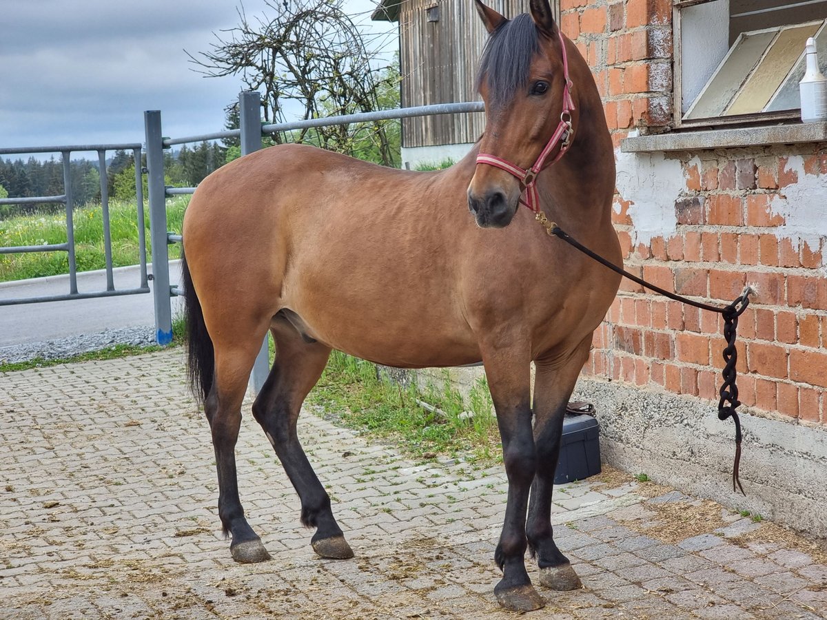 Other Breeds Mix Gelding 17 years 15,2 hh Brown in Bühlerzell