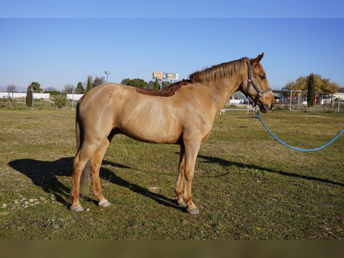 Other Breeds Gelding 17 years 15 hh Chestnut-Red in Alcorcon