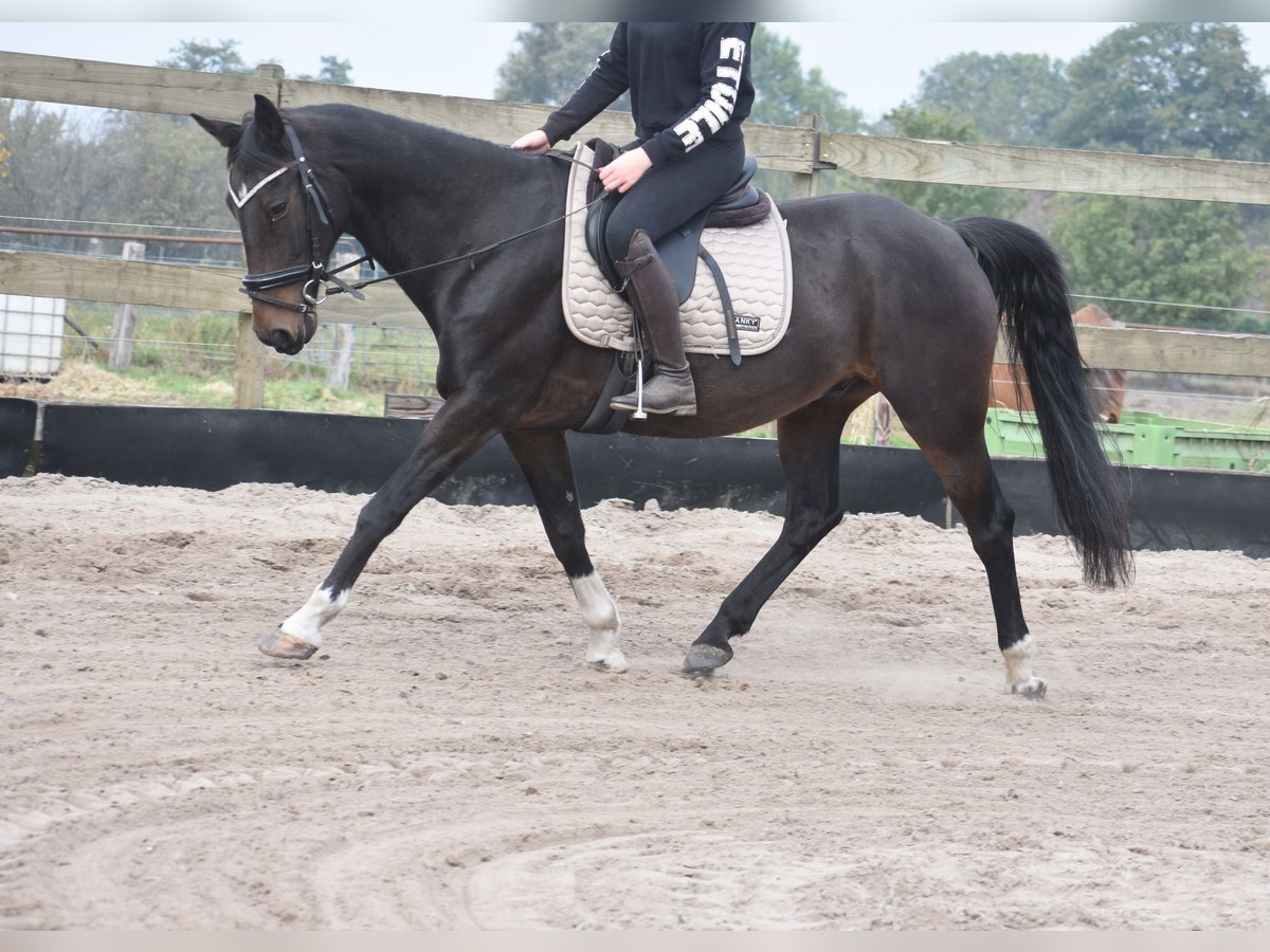Other Breeds Gelding 17 years 15,2 hh Bay-Dark in Achtmaal