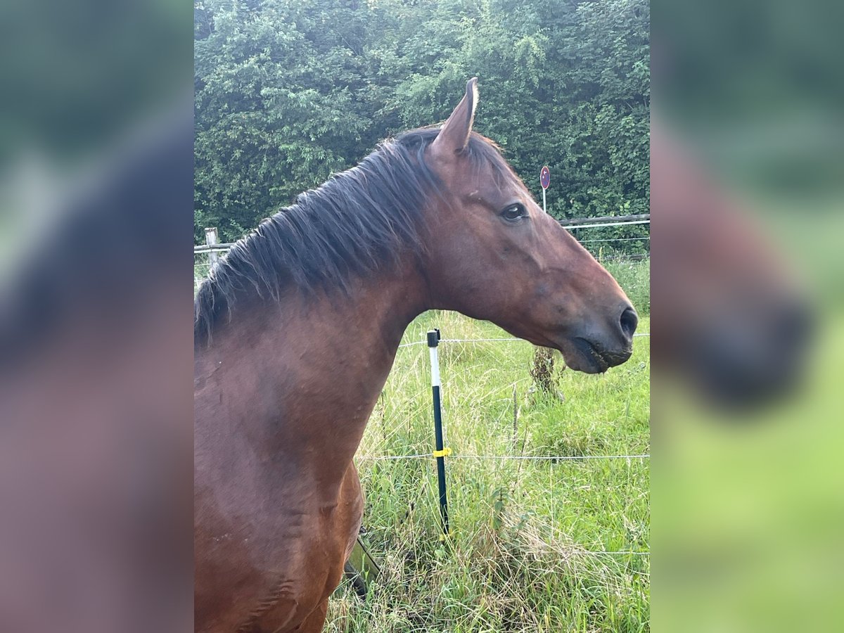 Other Breeds Mix Gelding 17 years 16,1 hh Bay-Dark in Neukirchenn-Vluyn