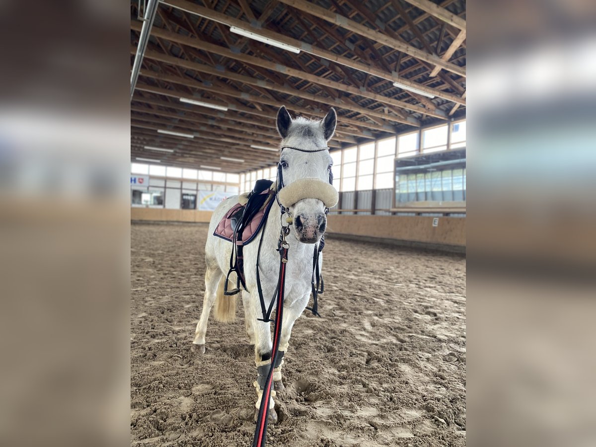 Other Breeds Mix Gelding 18 years 12,2 hh Leopard-Piebald in Uslar