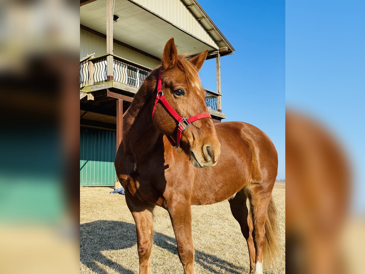 Other Breeds Gelding 20 years 15 hh Chestnut in Elizabethtown