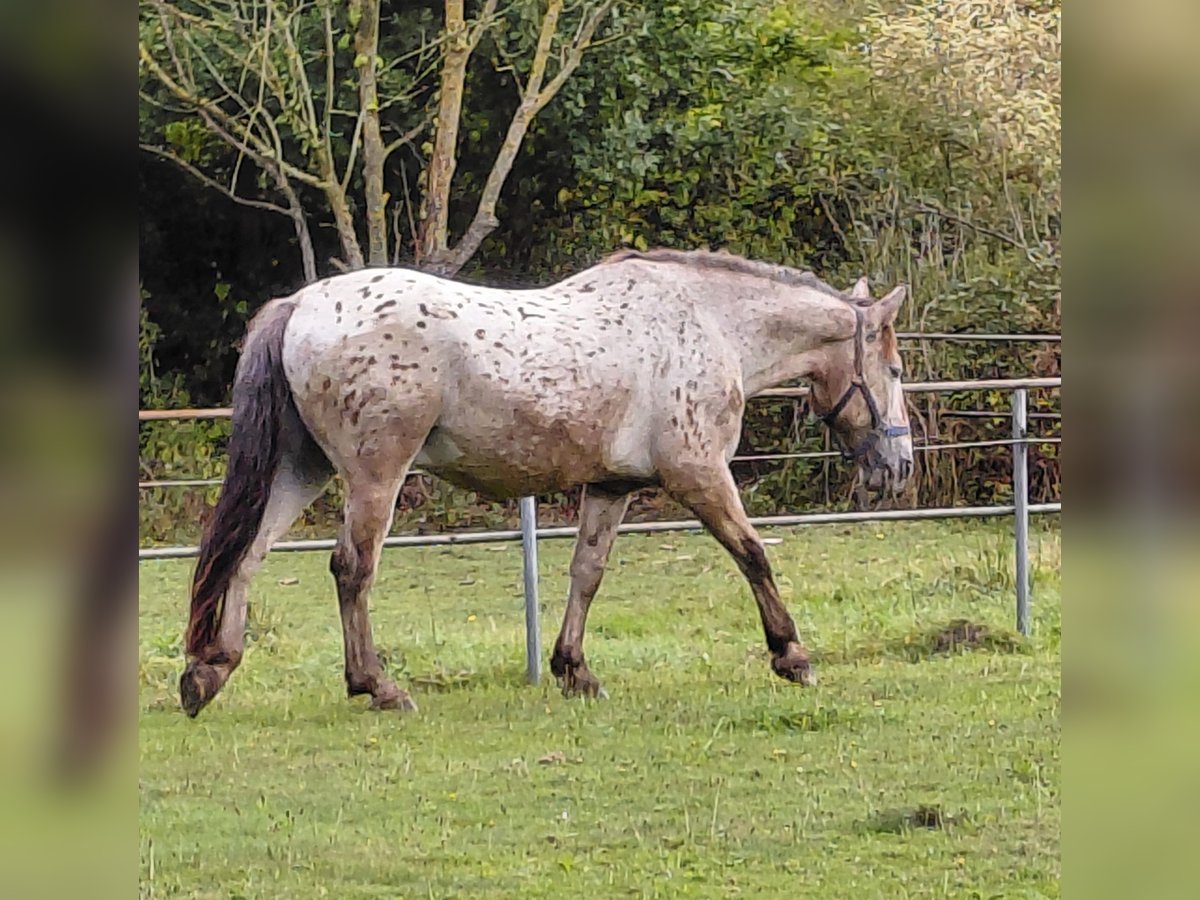 Other Breeds Gelding 20 years 15 hh Leopard-Piebald in Ratingen