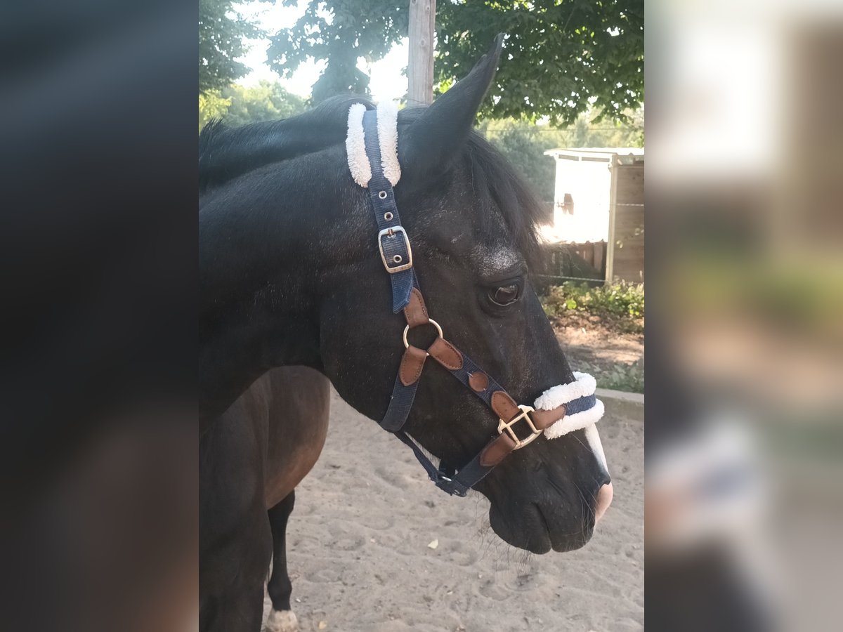 Other Breeds Gelding 25 years 15,1 hh Black in Mendig Other Breeds Gelding 25 years 15,1 hh Black in Mendig