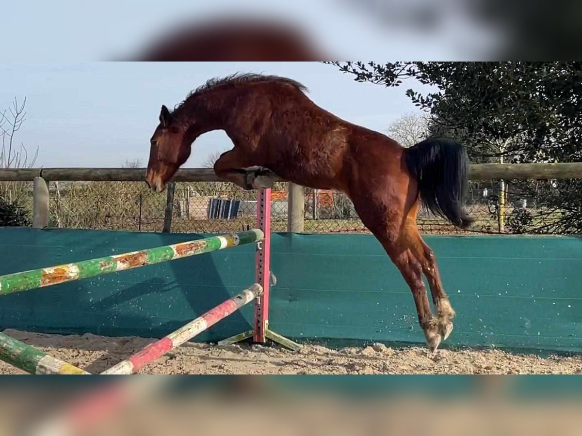 Other Breeds Gelding 2 years 14,1 hh Brown in Beaudéduit