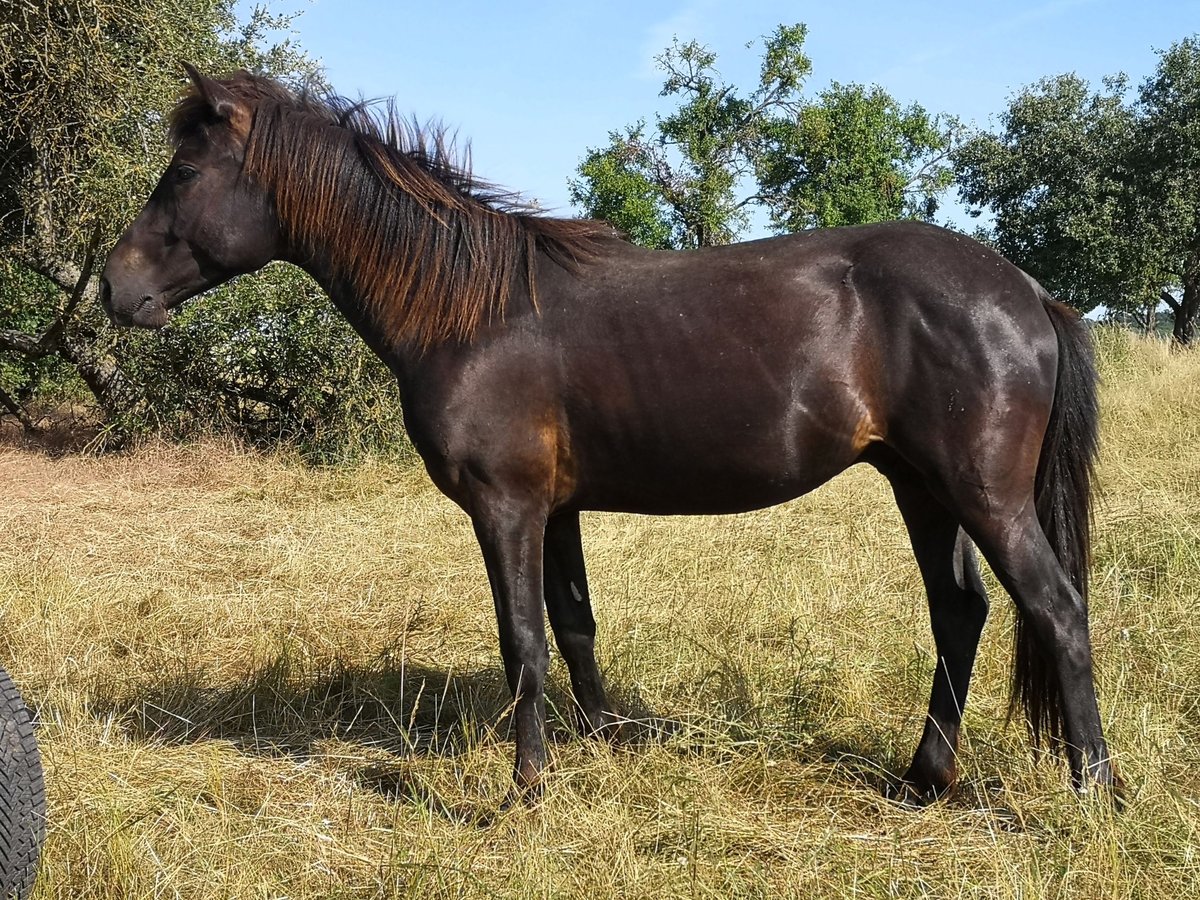 Other Breeds Gelding 2 years 14,2 hh Smoky-Black in Pohlheim