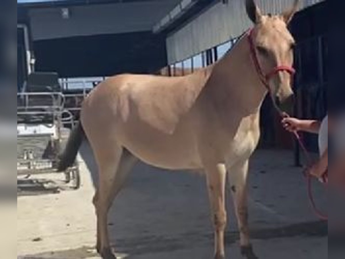 Other Breeds Mix Gelding 2 years 15 hh Overo-all-colors in SEVILLA