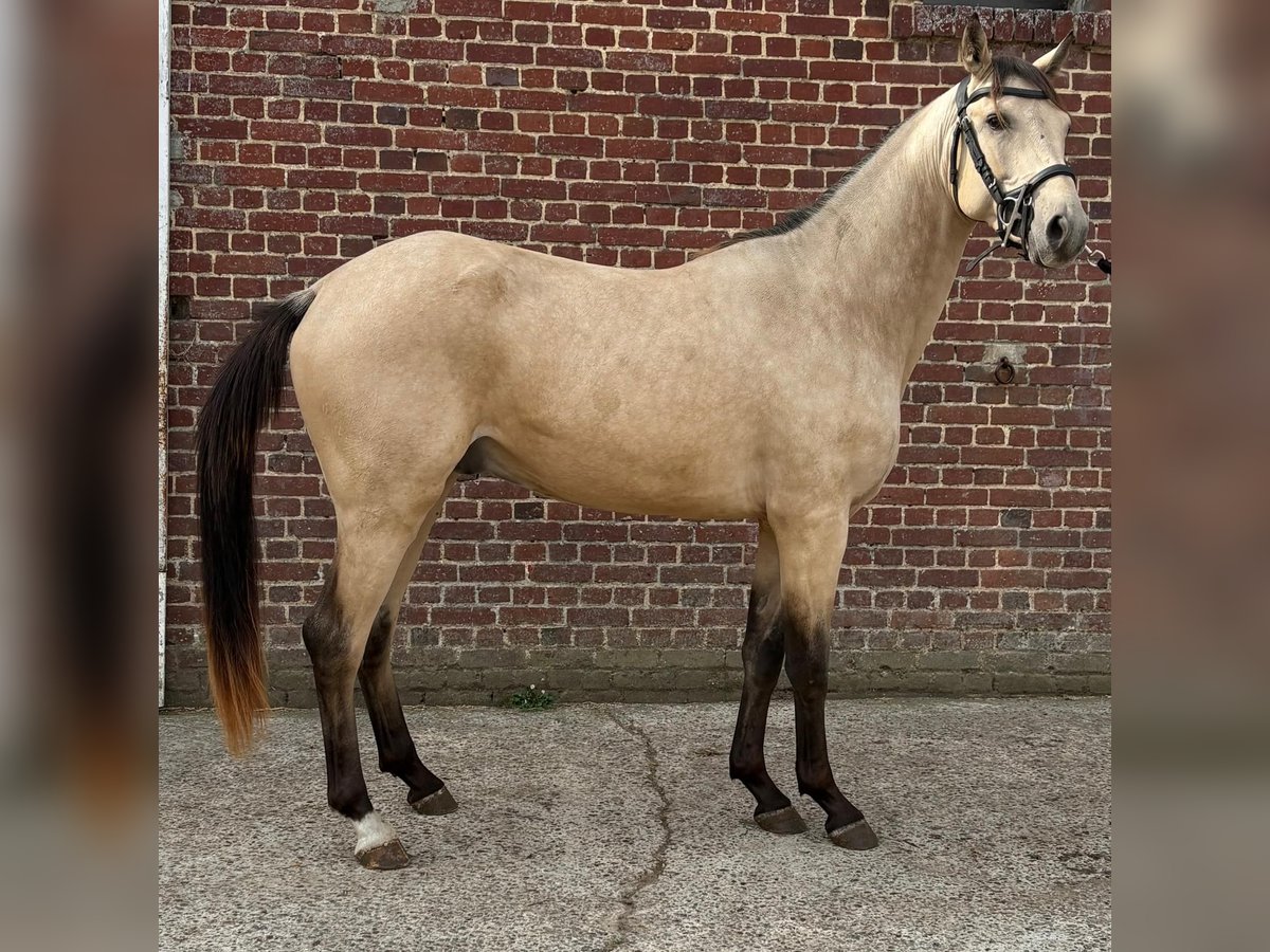 Other Breeds Mix Gelding 2 years 15,1 hh Dun in Ep&#xE9;nancourt