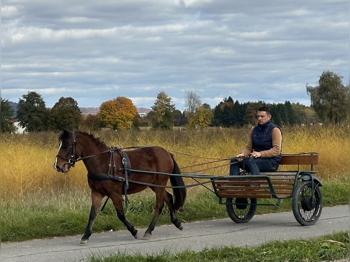 Other Breeds Mix Gelding 3 years 11,2 hh Brown in Riedlingen