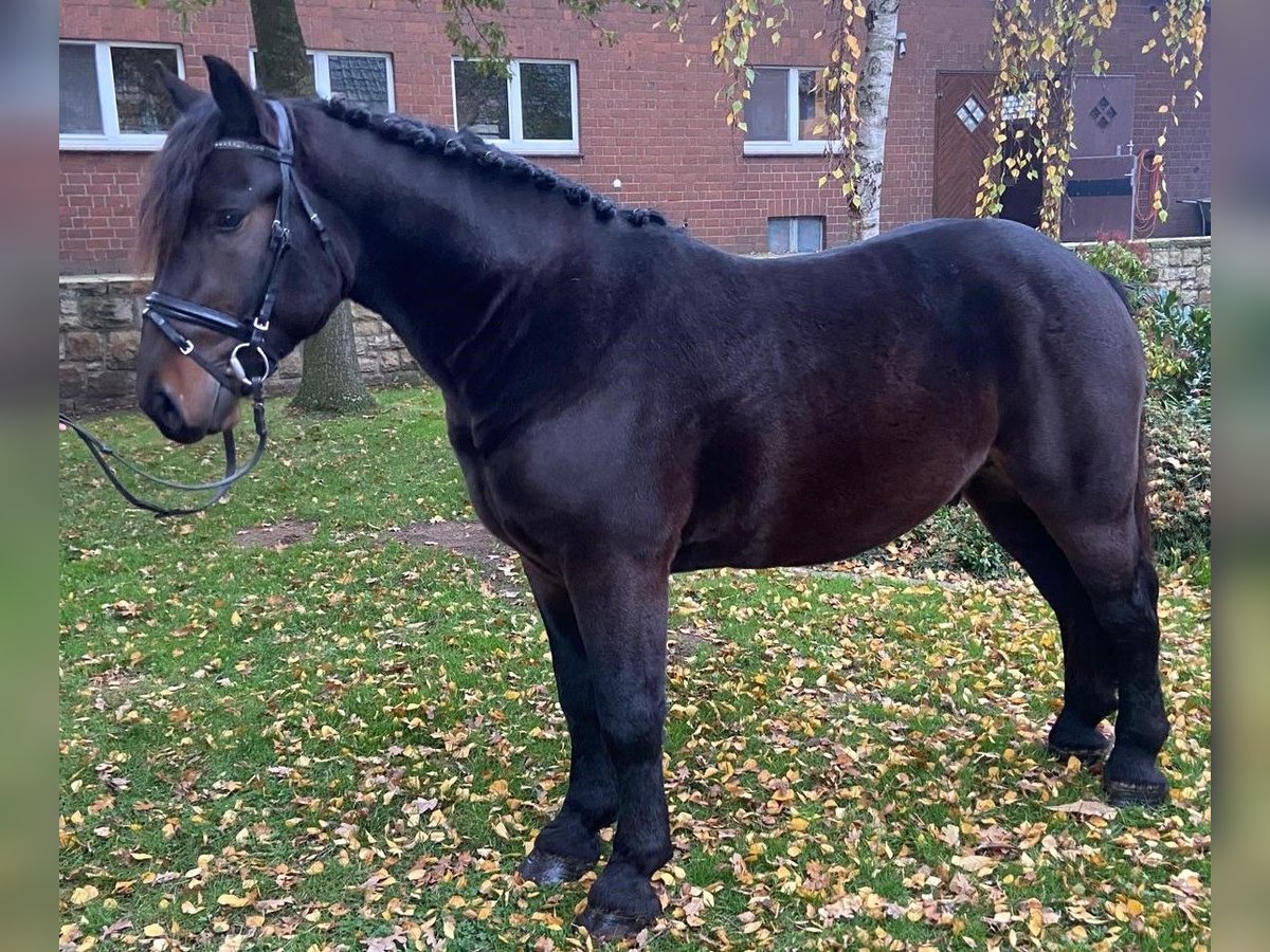 Other Breeds Gelding 3 years 14,2 hh Brown in Hopsten