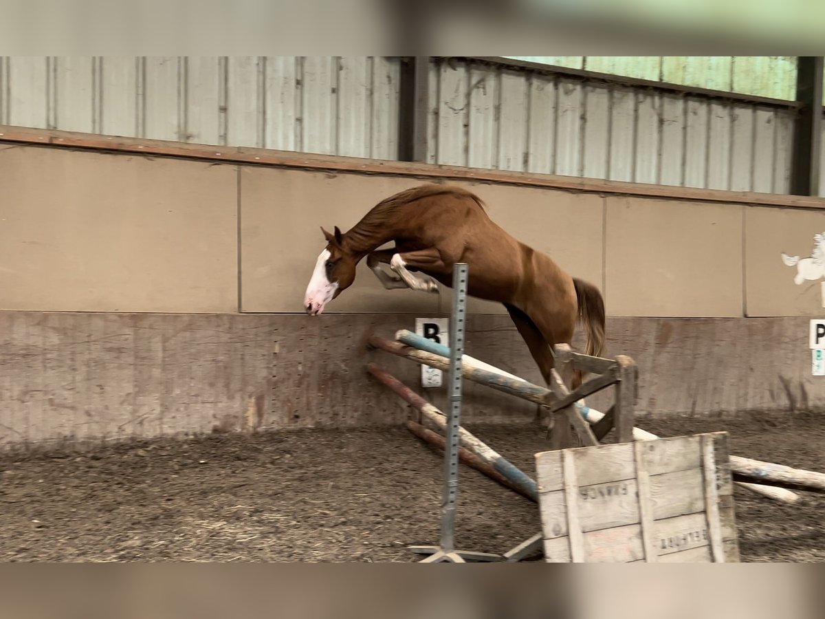 Other Breeds Gelding 3 years 15,1 hh Chestnut-Red in villafans