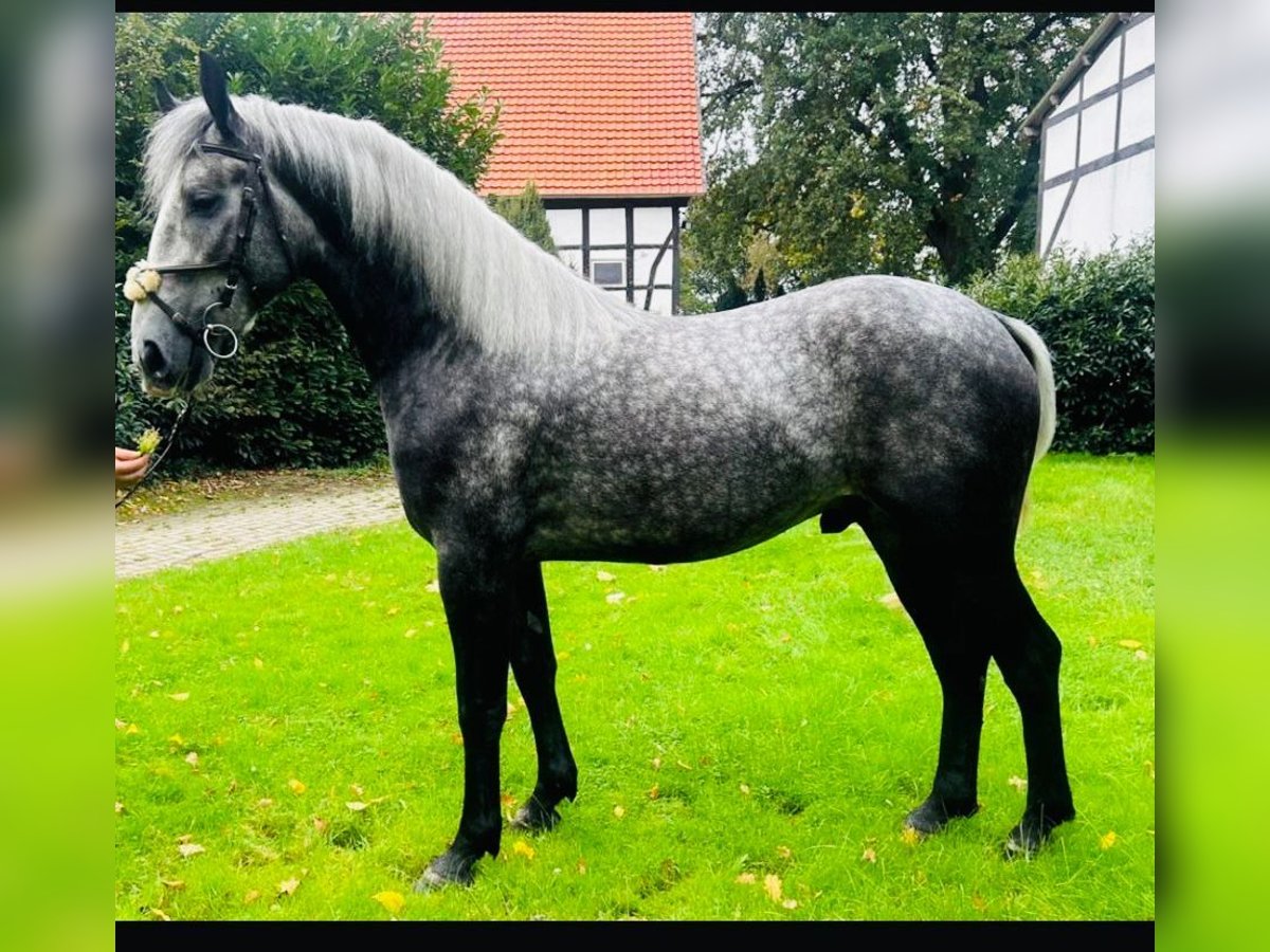 Other Breeds Mix Gelding 3 years 15,1 hh Gray in Hagen am Teutoburger Wald