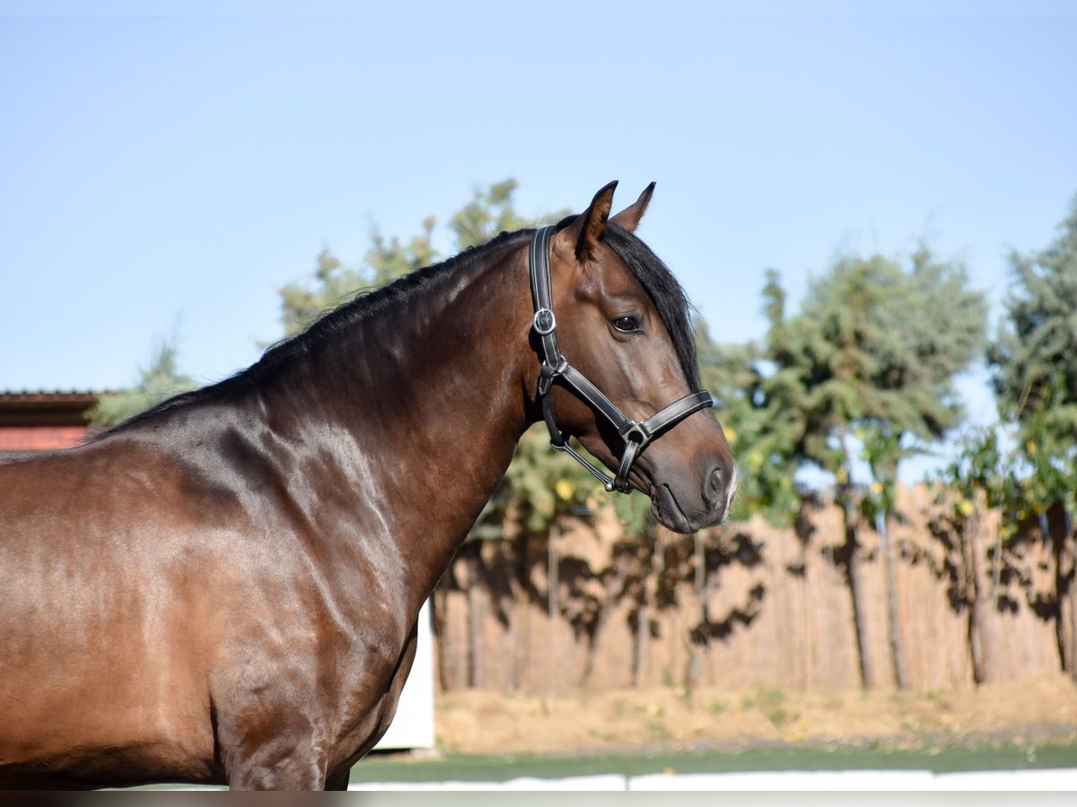 Other Breeds Gelding 3 years 15,3 hh Brown in Griñon