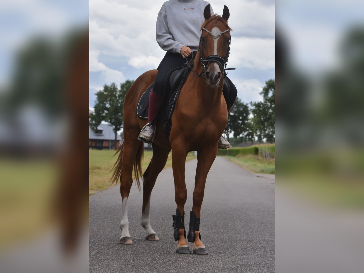 Other Breeds Gelding 3 years 15,2 hh Chestnut-Red in Achtmaal
