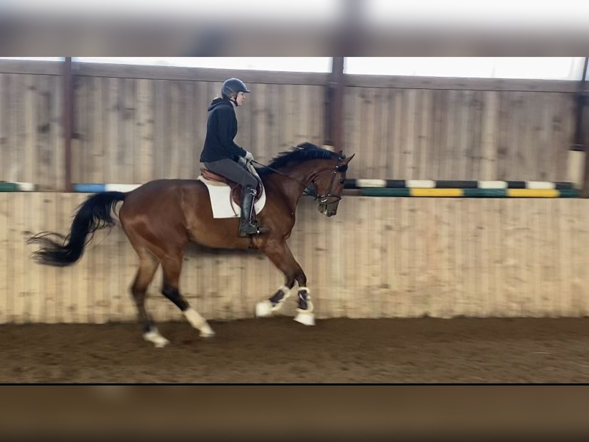 Other Breeds Gelding 3 years 16,3 hh Bay in Paupis