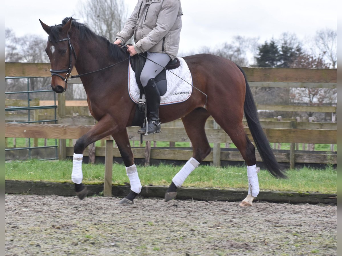 Other Breeds Gelding 3 years 16 hh BayDark in Achtmaal