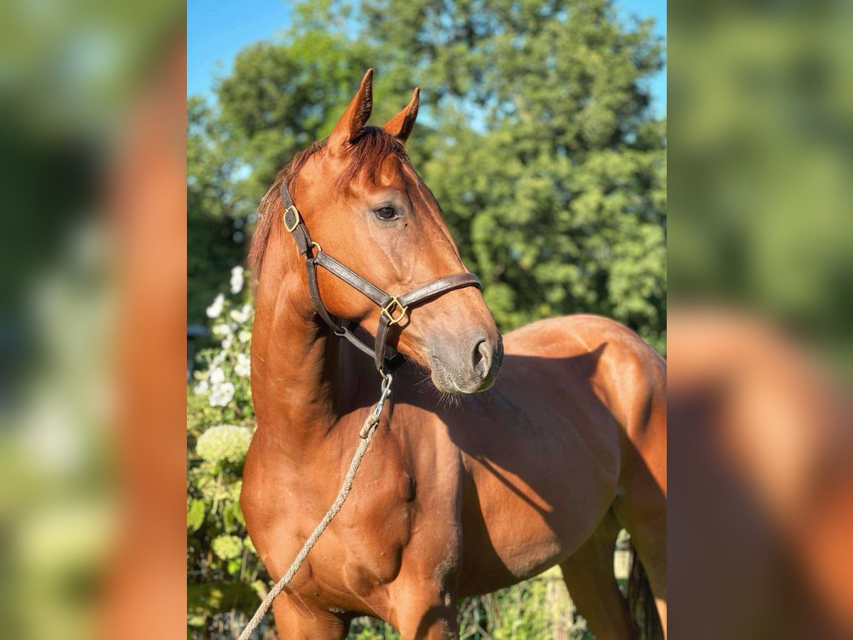 Other Breeds Gelding 3 years 16 hh Chestnut-Red in Bouville