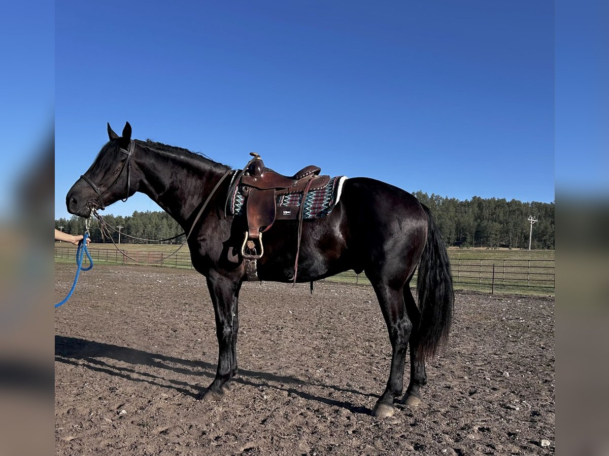 Other Breeds Mix Gelding 3 years 17 hh Black in Isanti, Minnesota