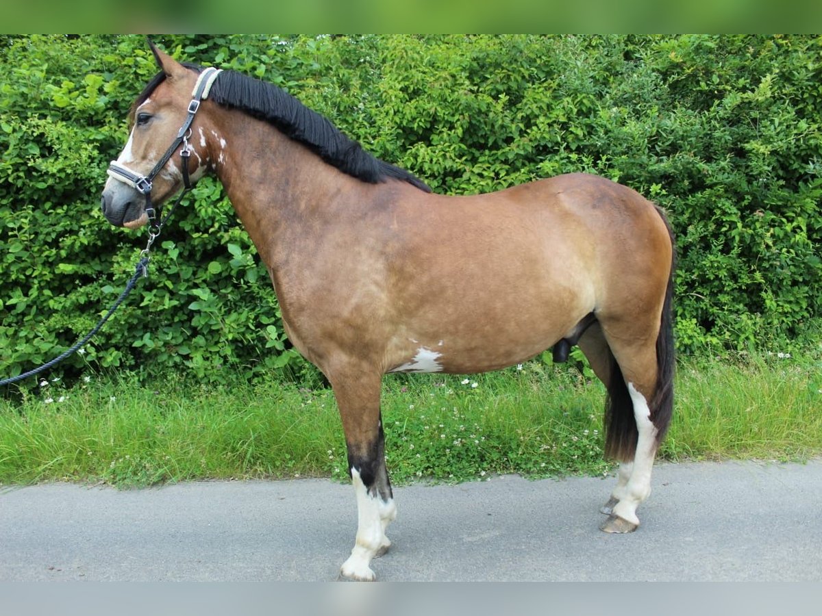 Other Breeds Gelding 4 years 14,1 hh Bay-Dark in Grevenbroich