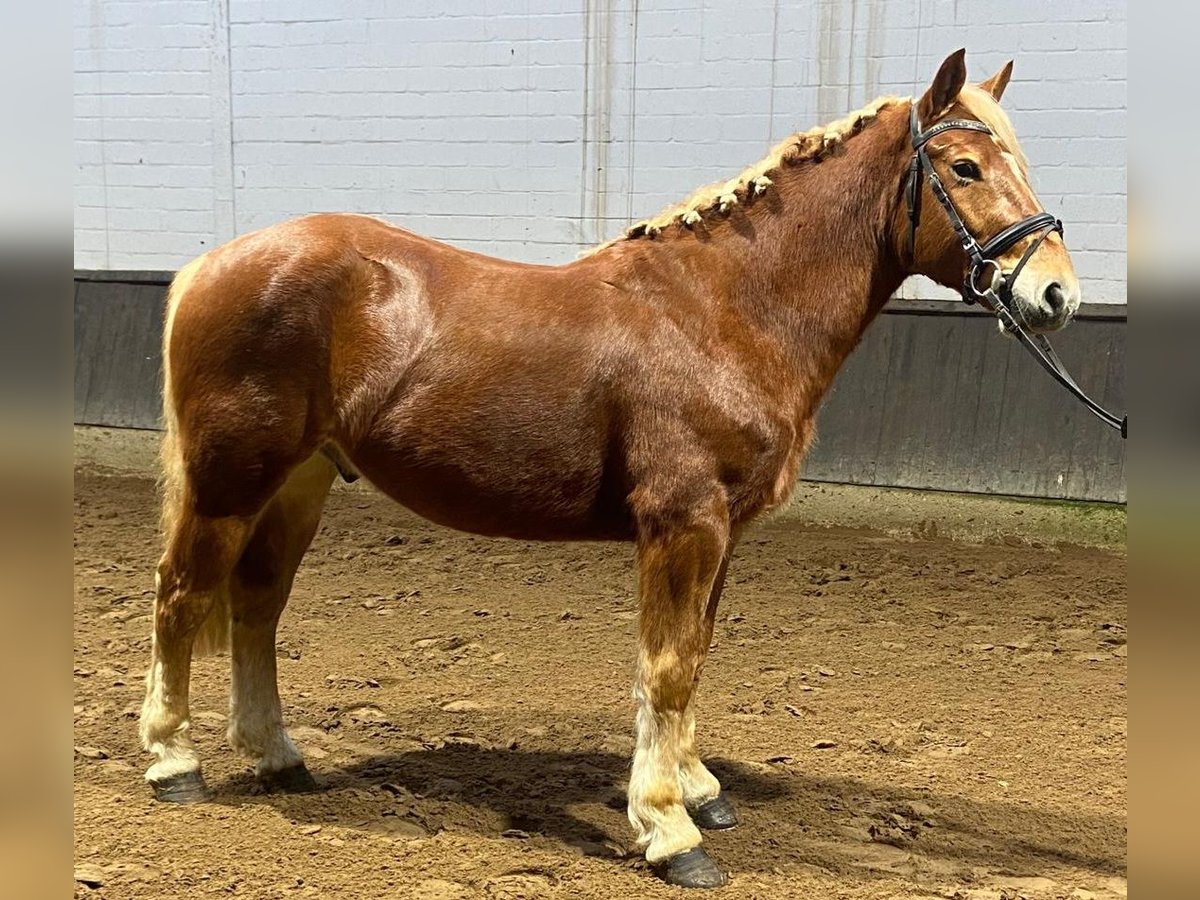 Other Breeds Gelding 4 years 14,3 hh Chestnut-Red in Hopsten