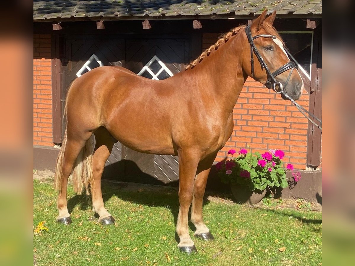 Other Breeds Gelding 4 years 14,3 hh Chestnut-Red in Hopsten