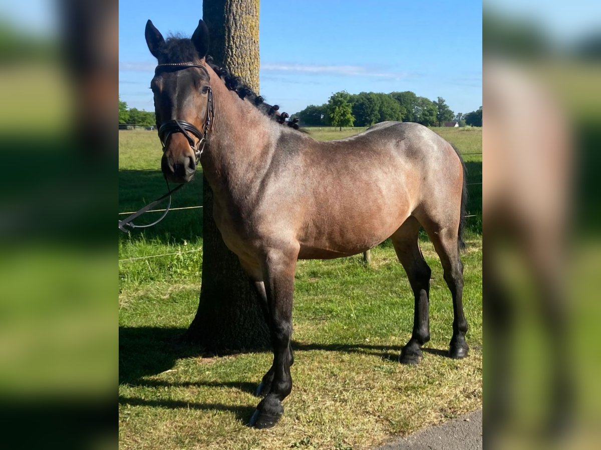 Other Breeds Gelding 4 years 14,1 hh Gray-Red-Tan in Hopsten Other Breeds Gelding 4 years 14,1 hh Gray-Red-Tan in Hopsten