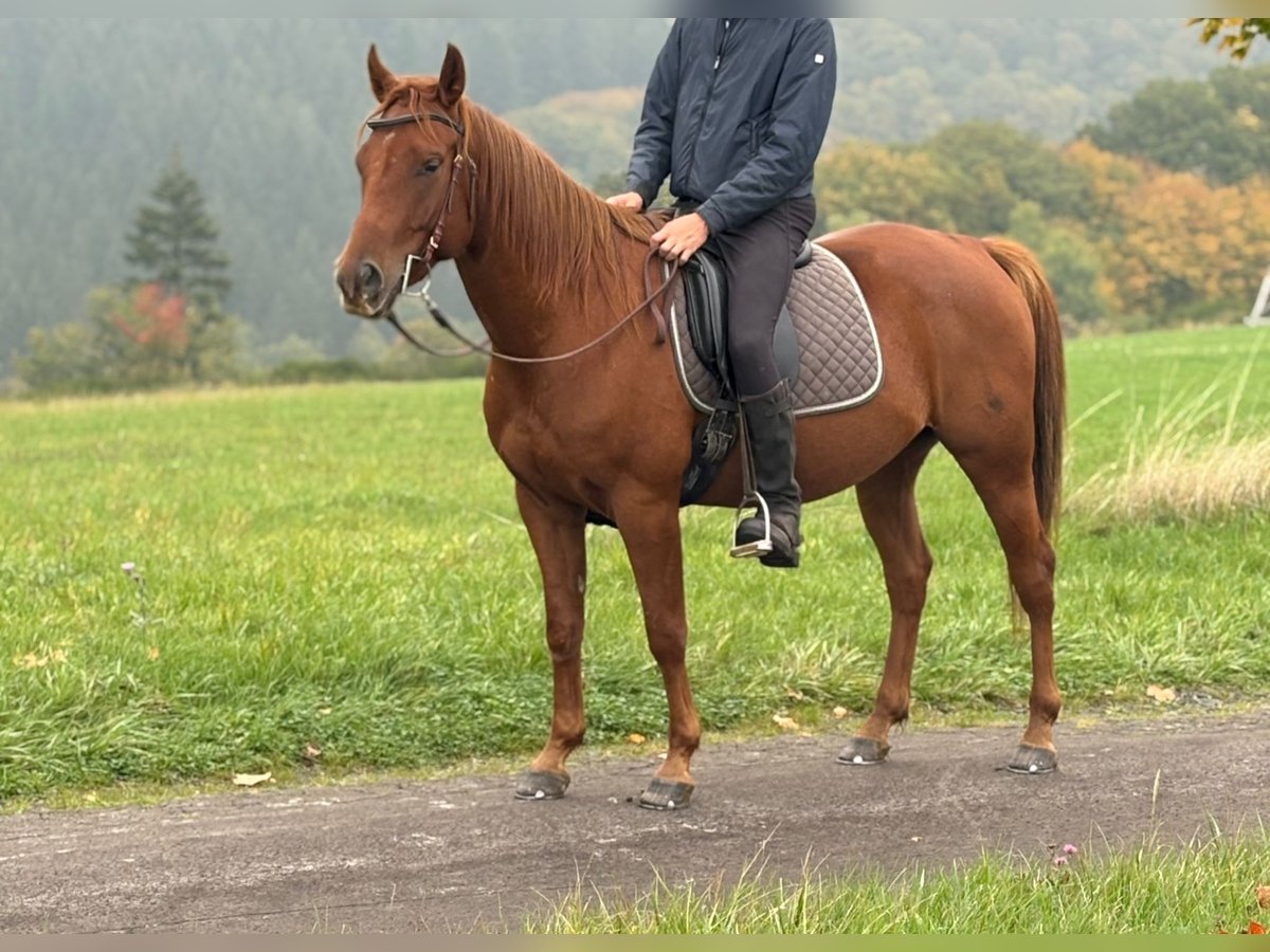 Other Breeds Gelding 4 years 14,2 hh Chestnut-Red in N&#xFC;rburg