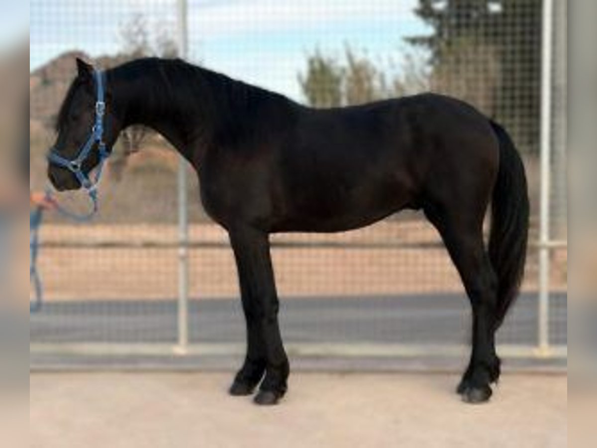 Other Breeds Mix Gelding 4 years 15,2 hh Black in Gijon