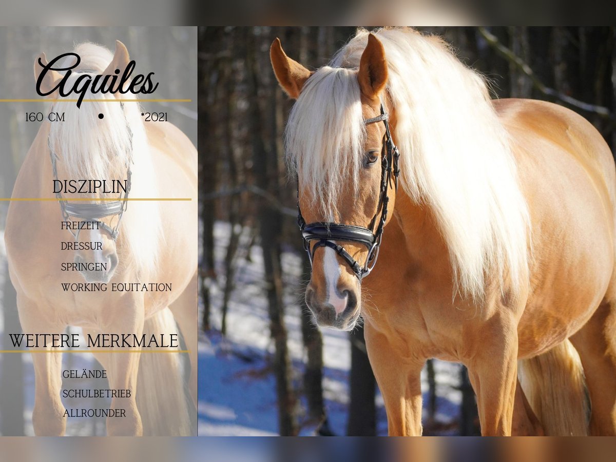 Other Breeds Gelding 4 years 15,2 hh Palomino in Nettersheim