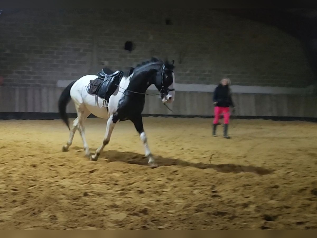 Other Breeds Gelding 4 years 15,3 hh Leopard-Piebald in Homberg (Efze)