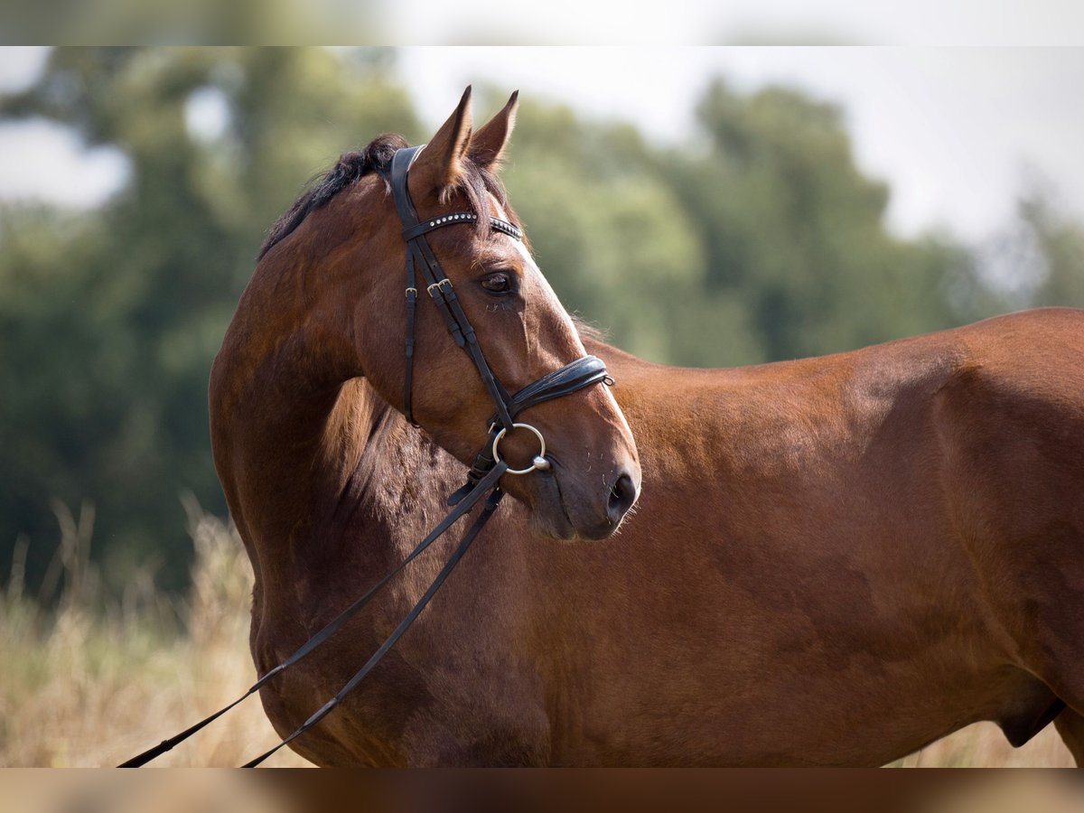 Other Breeds Mix Gelding 4 years 15,2 hh Bay-Dark in Braunschweig