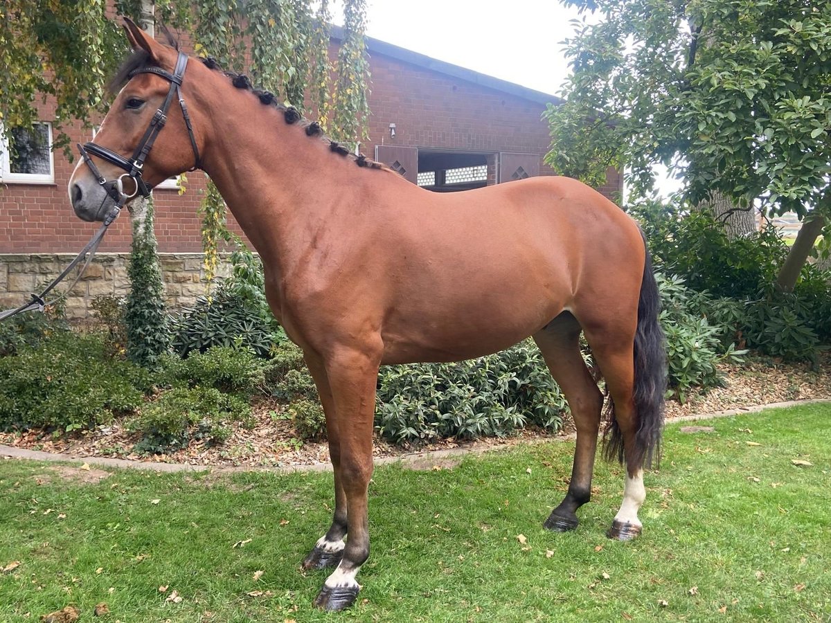 Other Breeds Gelding 4 years 15,2 hh Brown in Hopsten Other Breeds Gelding 4 years 15,2 hh Brown in Hopsten
