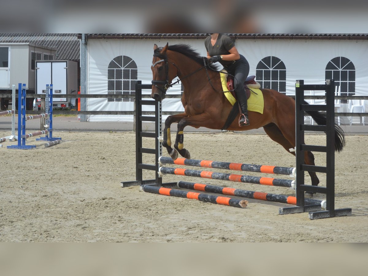Other Breeds Gelding 4 years 16 hh Brown in Breda