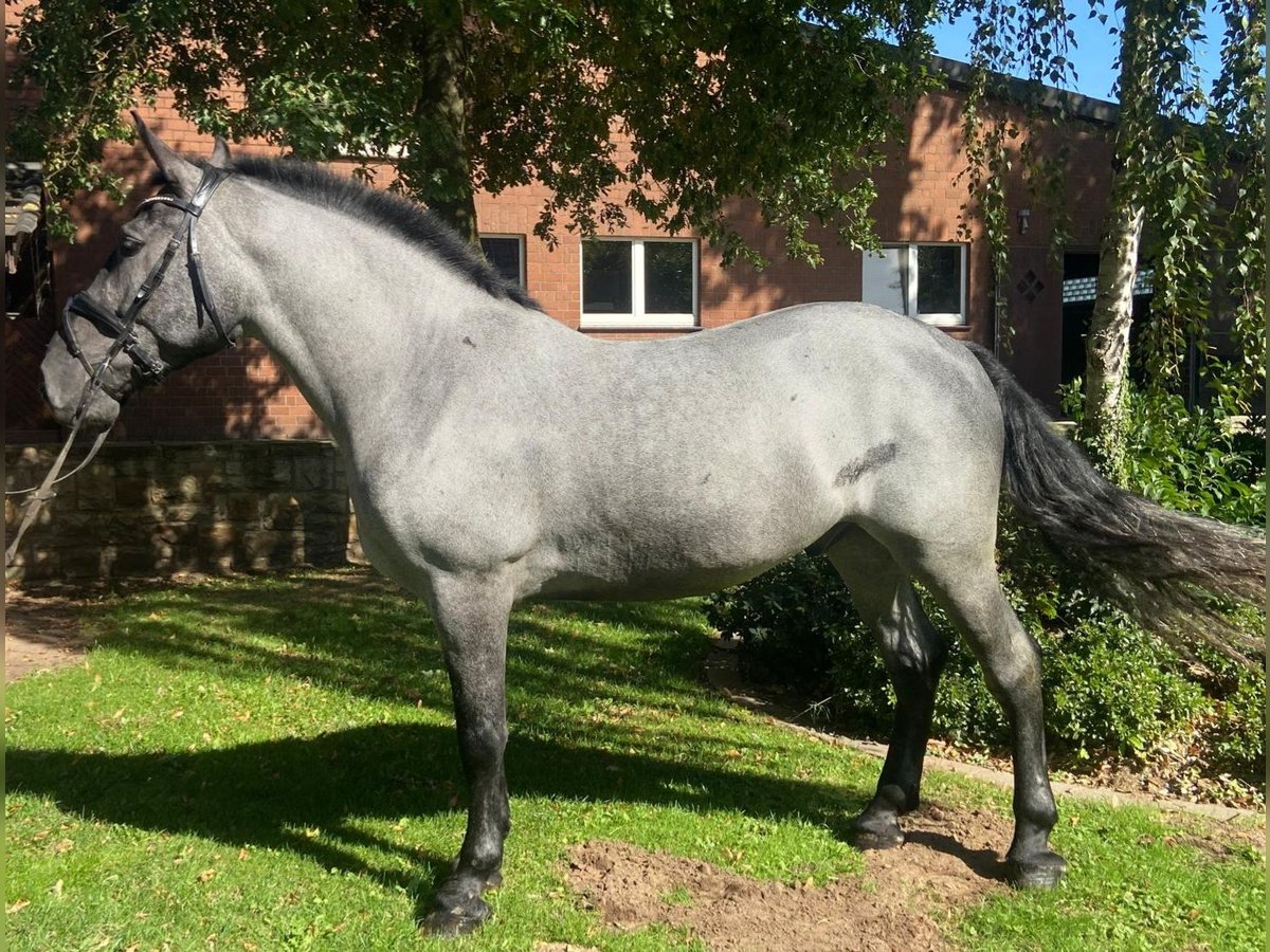 Other Breeds Gelding 4 years 16 hh Grey in Hopsten