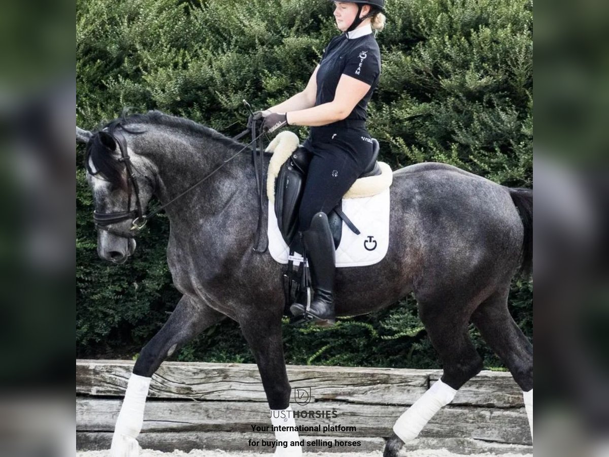 Other Breeds Gelding 4 years 16,1 hh Grey in Vesthimmerland
