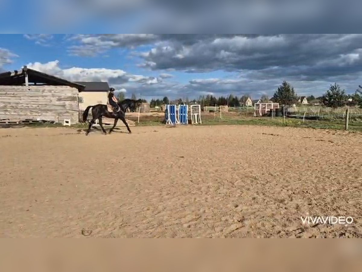 Other Breeds Gelding 4 years 16,2 hh in Vilnius Other Breeds Gelding 4 years 16,2 hh in Vilnius