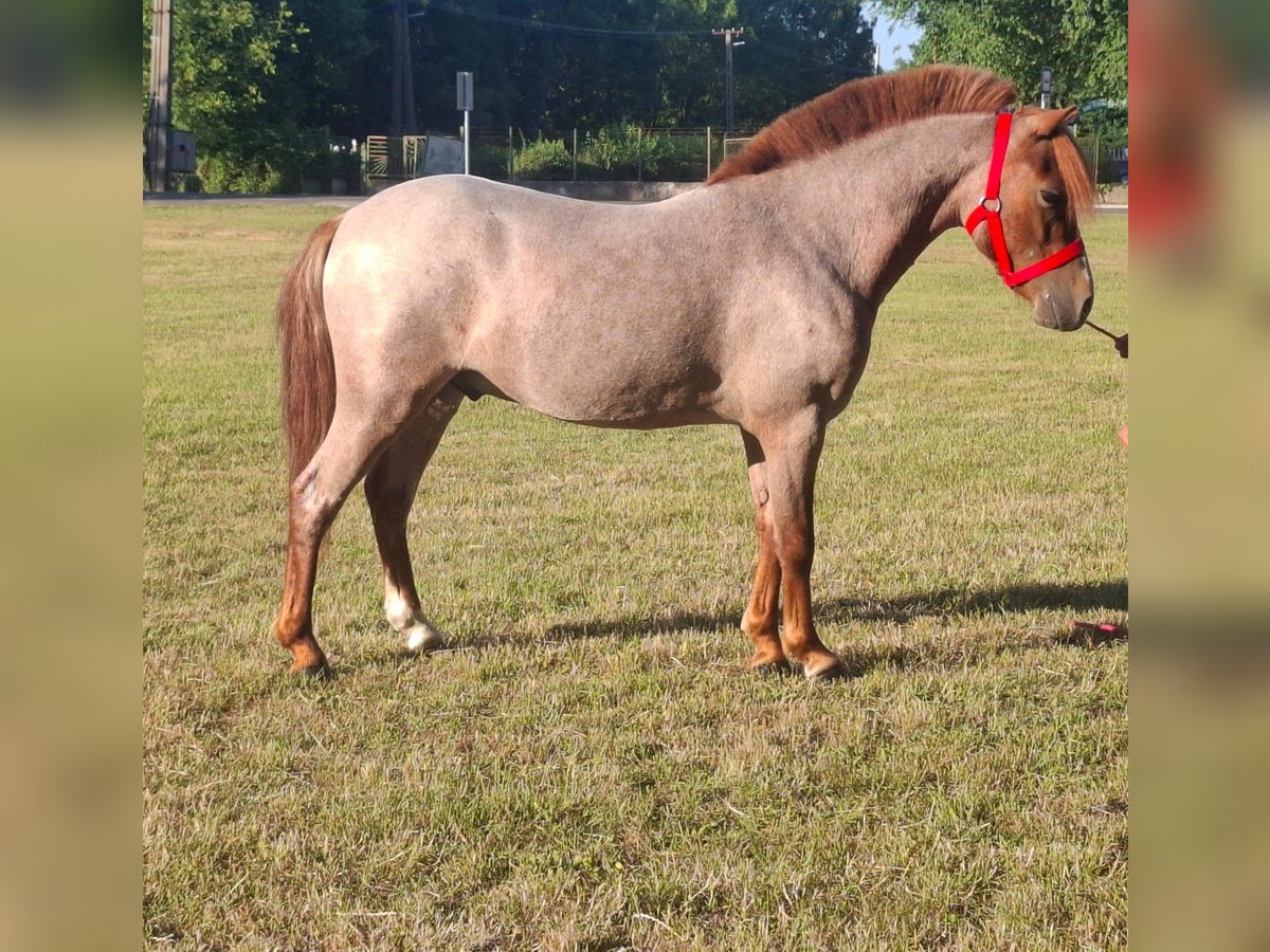 Other Breeds Gelding 5 years 10,1 hh Chestnut-Red in Neu Gaarz