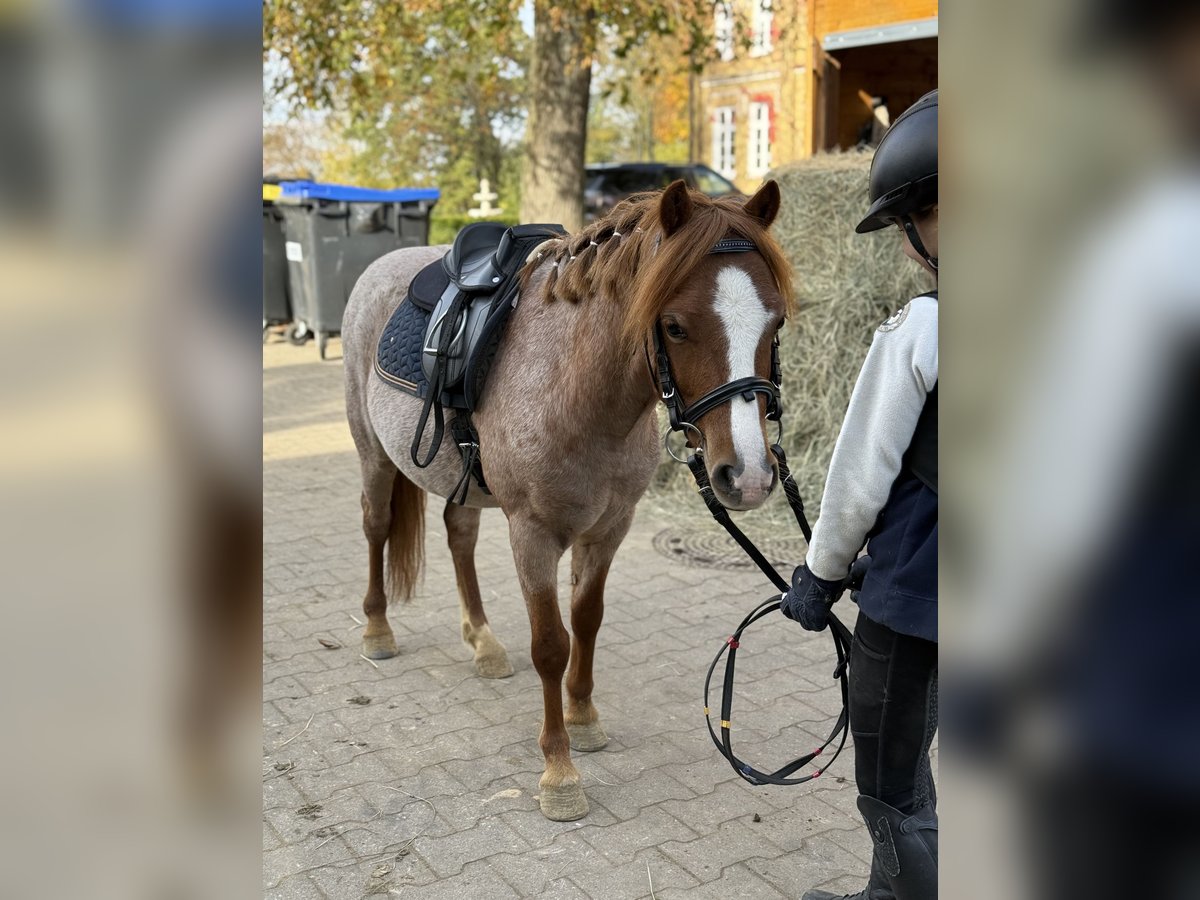 Other Breeds Gelding 5 years 11,2 hh Chestnut-Red in Neu Gaarz