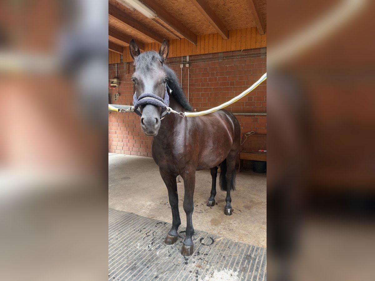 Other Breeds Mix Gelding 5 years 13,2 hh Black in Ermsdorf