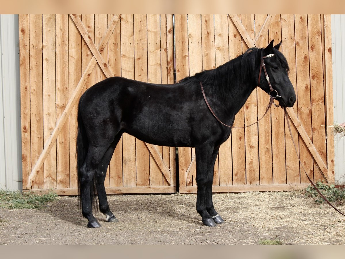 Other Breeds Gelding 5 years 14 hh Black in Fort Collins