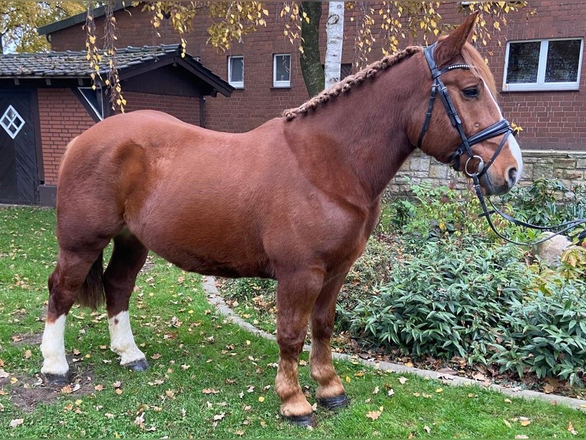 Other Breeds Gelding 5 years 15,1 hh Chestnut-Red in Hopsten