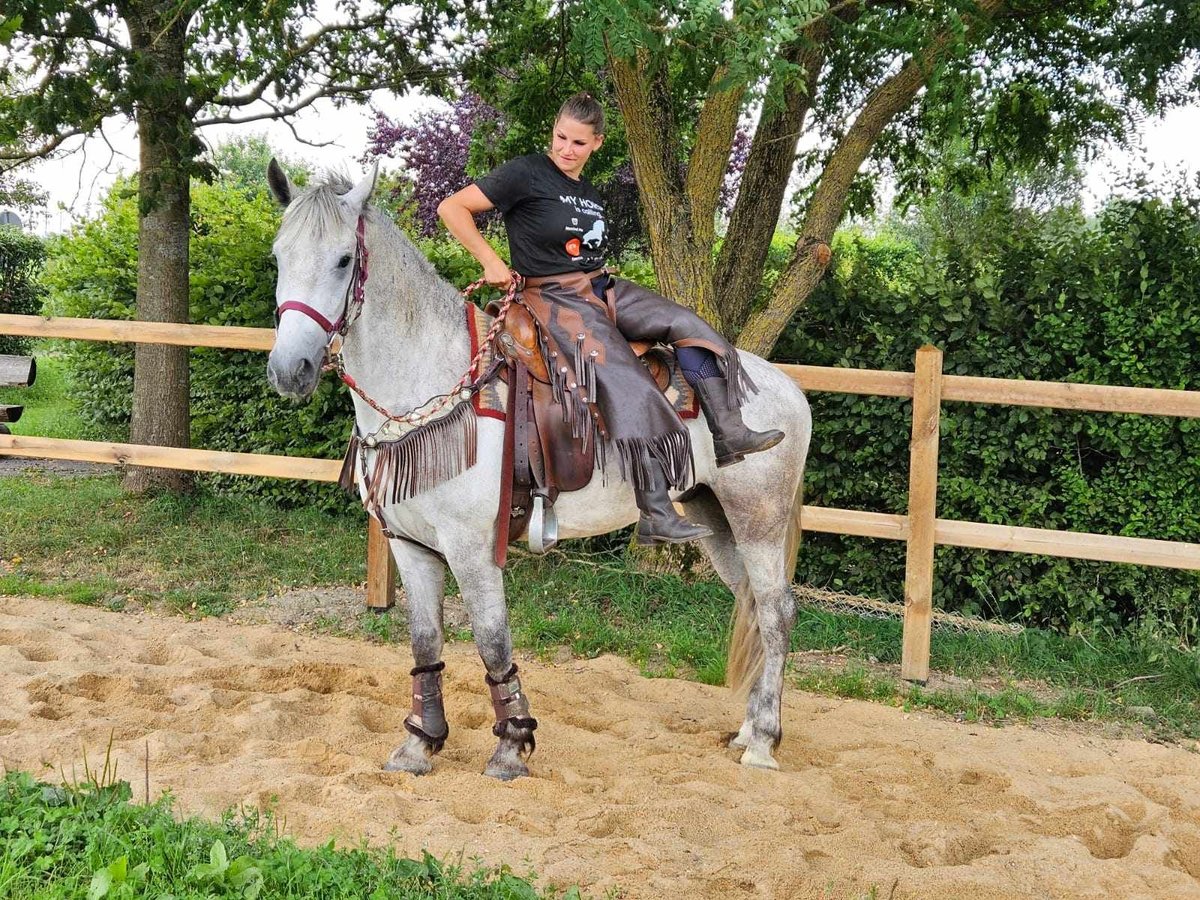 Other Breeds Gelding 5 years 15,1 hh Gray in Linkenbach