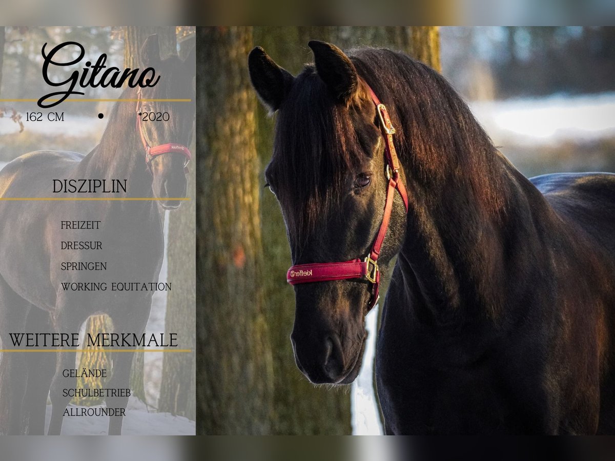 Other Breeds Gelding 5 years 15,2 hh Black in Nettersheim