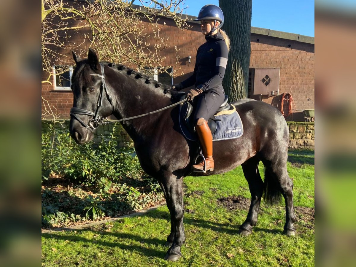 Other Breeds Gelding 5 years 15,2 hh Black in Hopsten