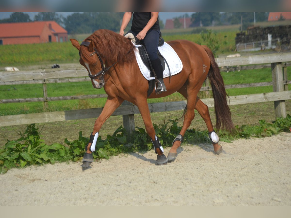 Other Breeds Gelding 5 years 15,3 hh Chestnut-Red in Breda