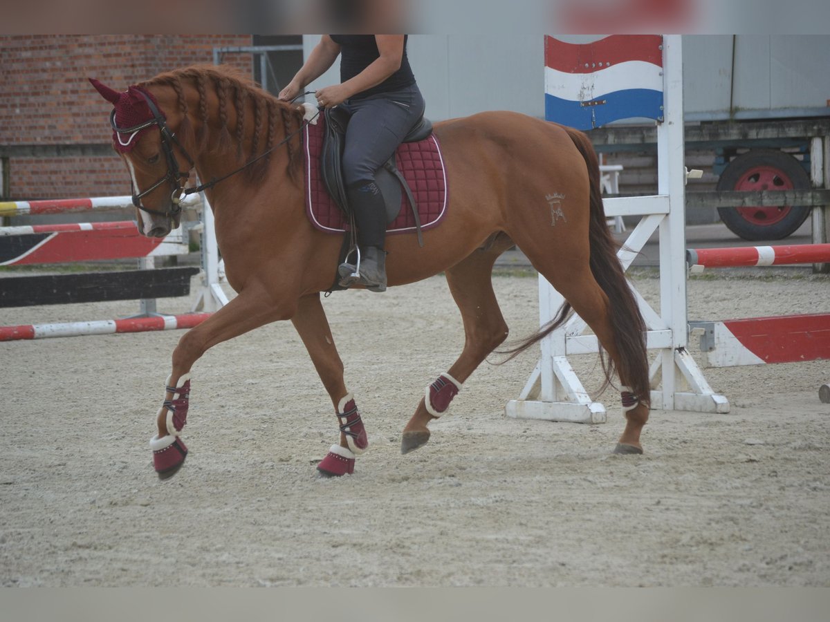 Other Breeds Gelding 5 years 15,3 hh Chestnut-Red in wuustwezel